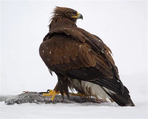 Golden Eagle Facts For Kids | Golden Eagle Diet, Habitat, Behavior