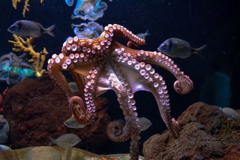 Amazing Video Shows Octopus Changing Colors in Attempt to Camouflage - Our Funny Little Site