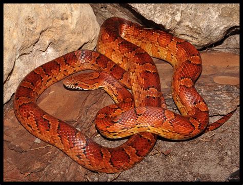 Red Rat Snake (Corn Snake) | Florida Backyard Snakes