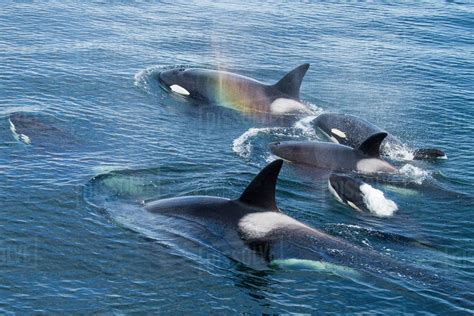 North America, USA, Alaska, Frederick Sound, Orca, Orcinus orca, pod - Stock Photo - Dissolve