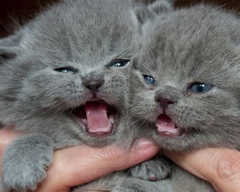 british, Shorthair, British, Kittens, Babies, Twins, Baby Wallpapers HD ...