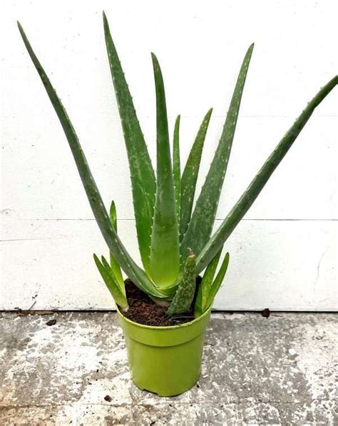 Aloe vera ‘Barbadensis’ | N1 Garden Centre | N1GC