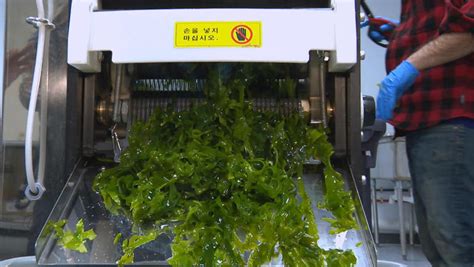 Seaweed farming and its surprising benefits – Tree Fresno