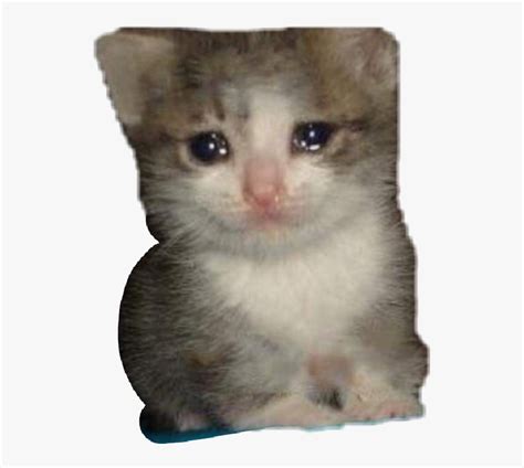 #meme #crying #kitty #cat #cute #dank #freetoedit - Crying Cat Meme Transparent, HD Png Download ...