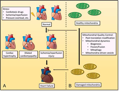 Mitochondrial quality control in cardiovascular disease under stress ...