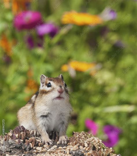 Siberian Chipmunk Stock Photo | Adobe Stock