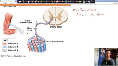 [DIAGRAM] Diagram Of Motor Unit - MYDIAGRAM.ONLINE