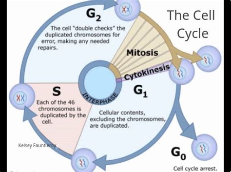 Cell Cycle Checkpoints Diagram