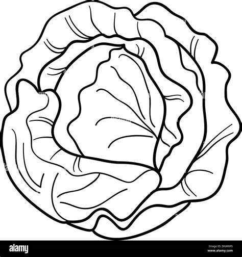 Black and White Cartoon Illustration of Cabbage or Lettuce for Coloring Book Stock Vector Image ...