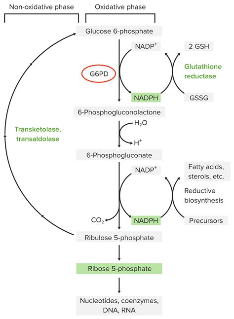 Glucose-6-phosphate Dehydrogenase (G6PD) Deficiency | Concise Medical Knowledge