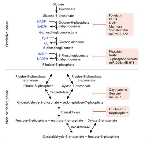 Glucose 6 Phosphate Pathway