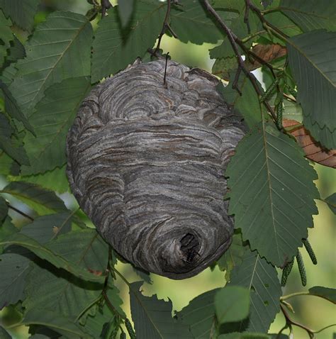 File:Bald-faced hornet (Dolichovespula maculata) nest.JPG