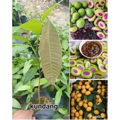 KKB Anak Pokok Kundang,Remia, Gemia, Buah Star/Staq | Shopee Malaysia