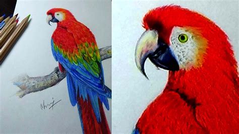 COLOURFUL PARROT PENCIL DRAWING | FOR BEGINNERS | HOW TO DRAW PARROT | SIMPLE AND EASY DRAWING ...