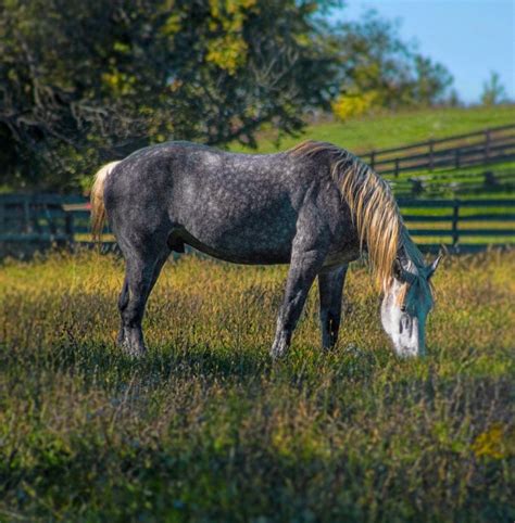 Percheron Horse: Facts, Pictures, Behavior & Care Guide | Pet Keen