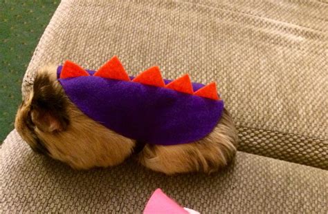 Guinea Pig Costume Dinosaur Costume for Small Pet | Etsy