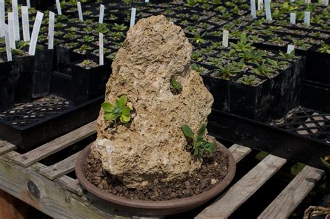 Wild Ginger Farm News Blog: Tufa - The ultimate crevice rock