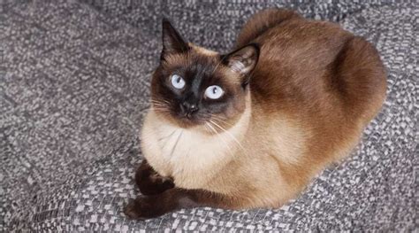 Siamese Tabby Mix: Traits, Facts, Habits & More - Love Your Cat