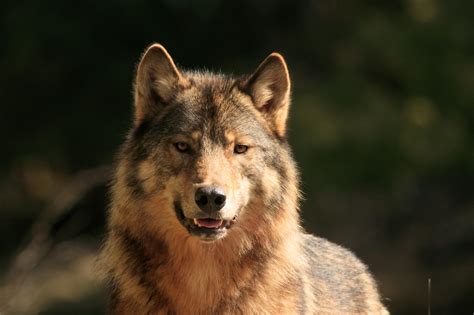 Alaska Magazine | Wolves in Southeast Alaska Face Pressures From All Sides