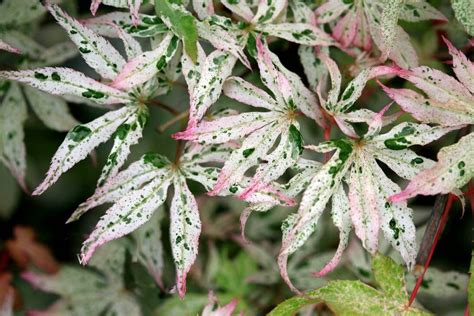 Acer palmatum 'Ukigumo' 3 gal