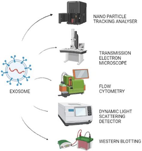 Characterization techniques of Exosomes. | Download Scientific Diagram