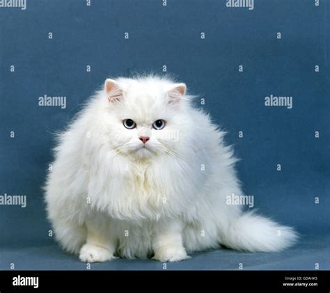 Blue persian cat animal animals hi-res stock photography and images - Alamy