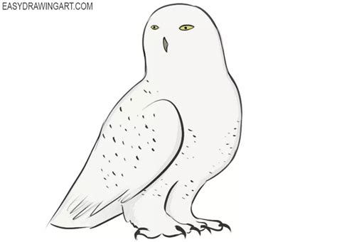 How to Draw a Snowy Owl - Easy Drawing Art