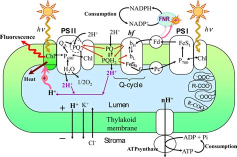 Thylakoid Membrane Photosynthesis