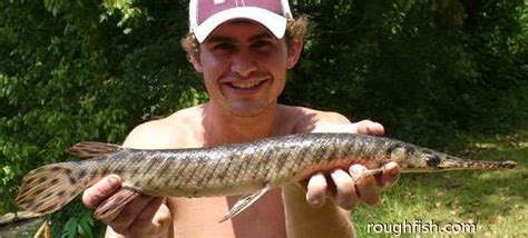 Spotted Gar Lepisosteus oculatus