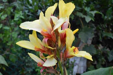 Growing and harvesting Canna Lily - Makergardener