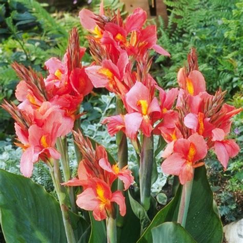 How to Grow Canna Lily Bulbs | Complete Guide to Growing Canna Lilies