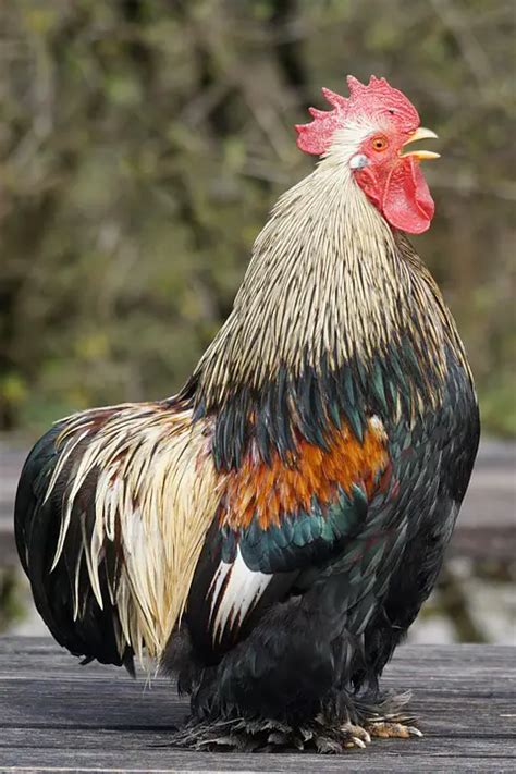 Cochin Chicken And Bantam Cochin - Meet The Most Unique Breed