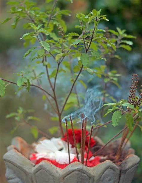 tulsi puja process and chanting - SWAN Yoga Retreat in Goa, India