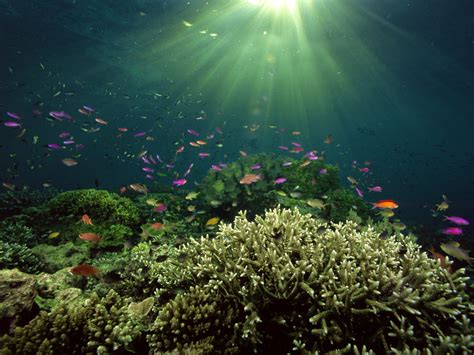 Best Wallpapers: Underwater Landscape Wallpapers