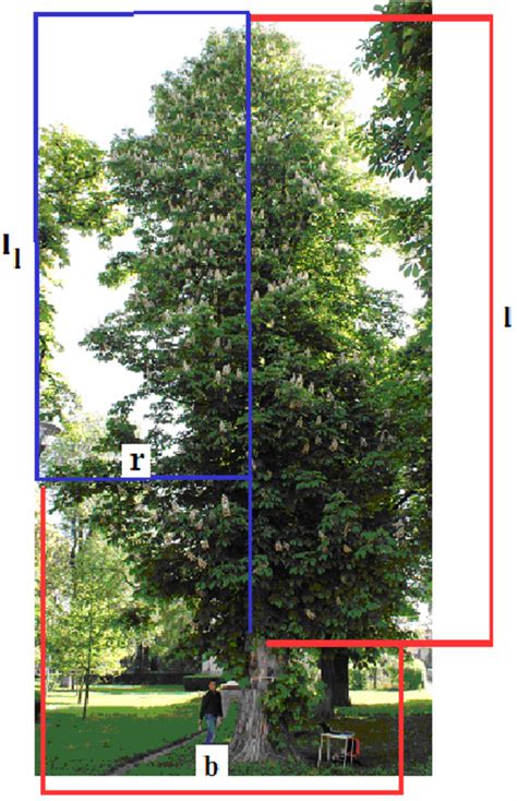 Measurement of a tree crown, where: l –crown length; r – crown radius;... | Download Scientific ...