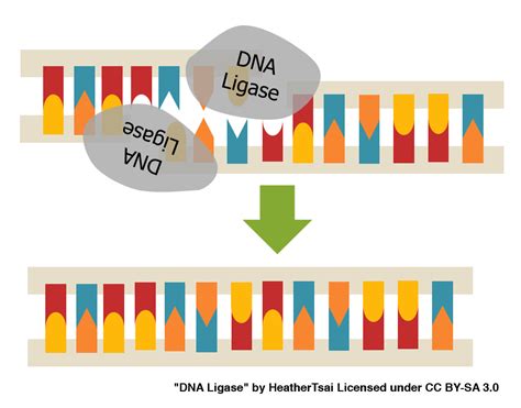 recombinant DNA technology | The official blog of Edvotek