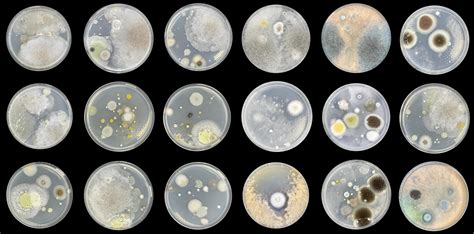 Bacteria on agar plate isolated from air 2671811 Stock Photo at Vecteezy