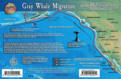 Gray Whale Migrations Guide Card – Franko Maps