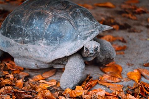 Premium Photo | Aldabra giant turtle on la digue island seychelles