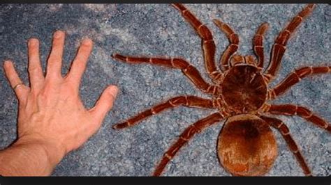 Size of this camel spider : oddlyterrifying