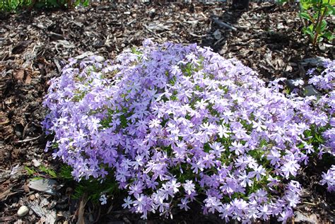 Emerald Blue Creeping Phlox • Kiwi Nurseries Ltd