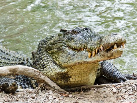 7 Crocodilian Species That Are Dangerous to Humans | Britannica