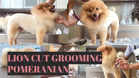 How to Groom a Pomeranian in a Lion Cut | Bunny TV - YouTube