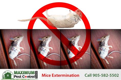 Mouse Exterminator Near Me (905) 582-5502 - Maximum Pest Control Services