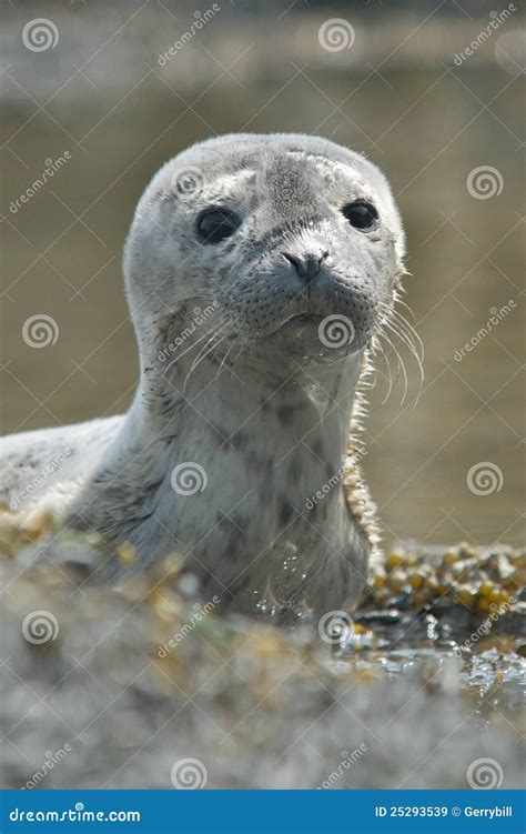 Baby Harbor Seal Royalty Free Stock Images - Image: 25293539