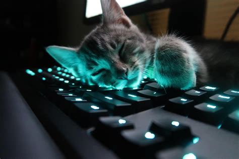 Cat pics, Keyboard, Cute cats