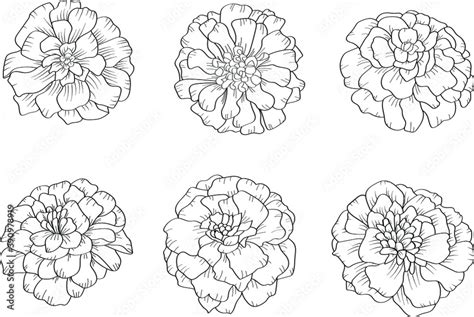 Set of 6 marigold flowers in outline tattoo style. Hand drawn floral monochrome graphic ...