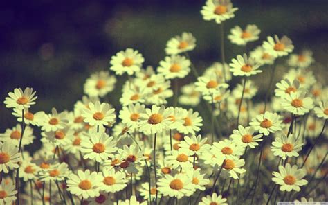 Vintage Daisy Desktop Wallpapers - Wallpaper Cave