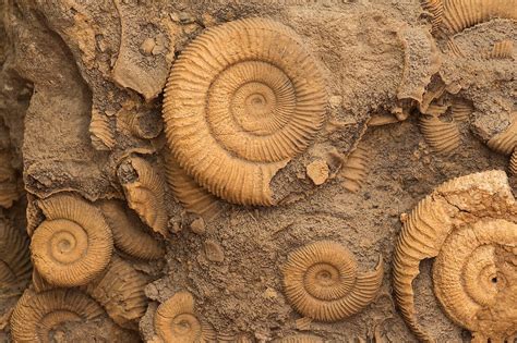 Where Are The Most Fossils Discovered? - WorldAtlas