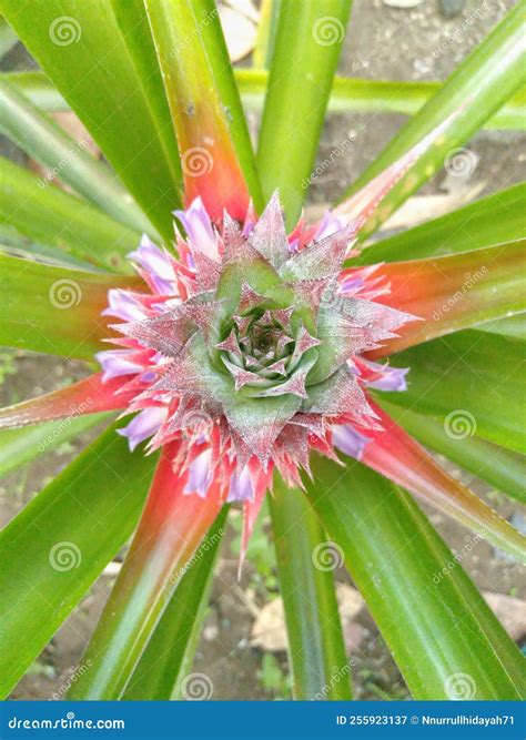 Colorful Crown of a Young Pineapple Stock Image - Image of crown, closeup: 255923137